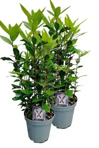 Lorbeerpflanze 2er Set von Gärtnerei Enseleit – Gewürzlorbeer im 15cm Topf