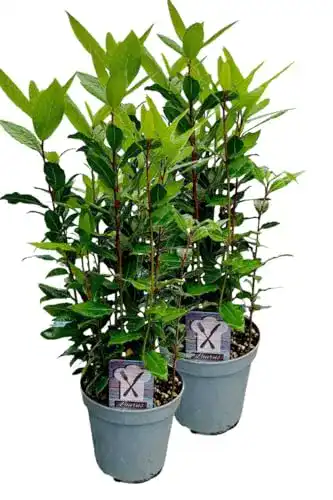 Lorbeerpflanze 2er Set von Gärtnerei Enseleit – Gewürzlorbeer im 15cm Topf