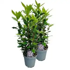 411inGDK63L. SL500 
