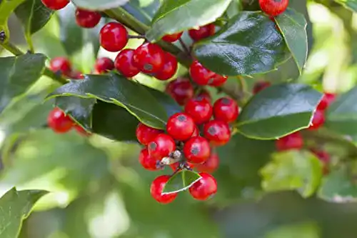 Stechpalme Ilex aquifolium ‚Alaska‘ im Topf, 30-40 cm