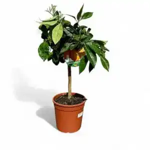 412bn8zENmL. SL500 