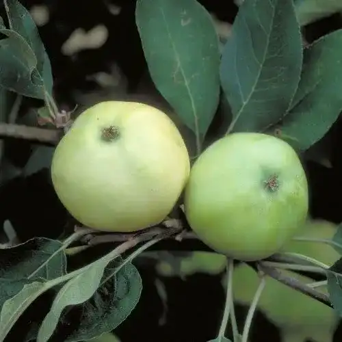 Weißer Klarapfel Apfelbaum 150 cm im 10 Liter Topf