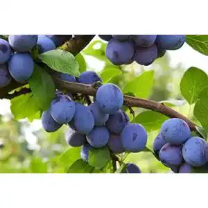 Pflaumenbaum