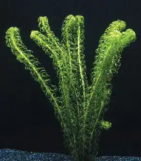Wasserpest WFW Wasserflora Kanadische Elodea canadensis für Teich und Aquarium