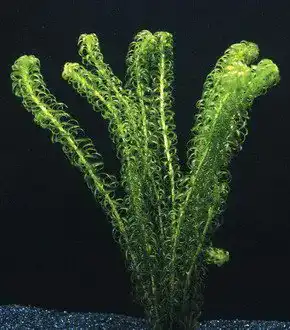 Wasserpest WFW Wasserflora Kanadische Elodea canadensis für Teich und Aquarium