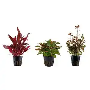 Aquarium Pflanzen Tropica Pflanzen Set mit 3 Topfpflanzen