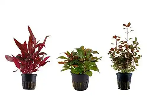 Aquarium Pflanzen Tropica Pflanzen Set mit 3 Topfpflanzen