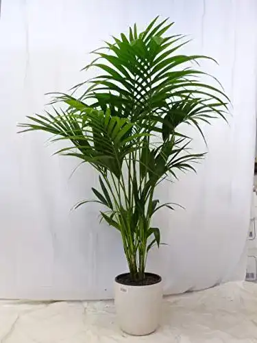 Kentia-Palme Howea forsteriana – Zimmerpflanze 160 cm