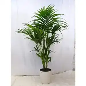 415jfA0wSYL. SL500 