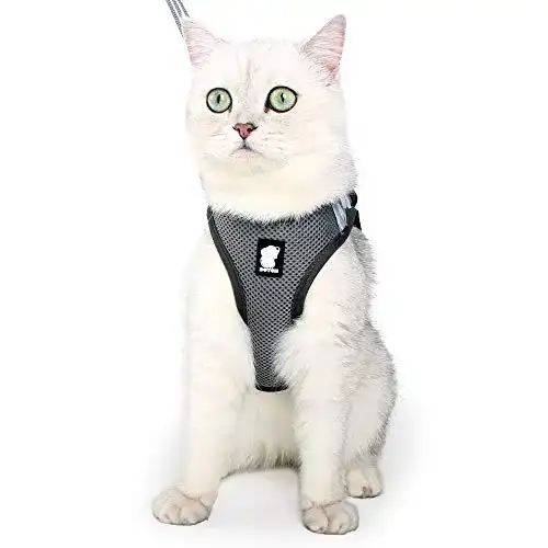 Katzengeschirr und Leine für sicheren Auslauf mit Fluchtschutz