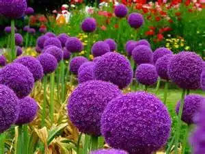 Allium-Zwiebeln Bloom Green Co. 200 Stück im Beutel Riesen Allium