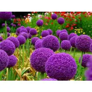 Allium-Zwiebeln Bloom Green Co. 200 Stück im Beutel Riesen Allium