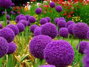 Allium-Zwiebeln Bloom Green Co. 200 Stück im Beutel Riesen Allium