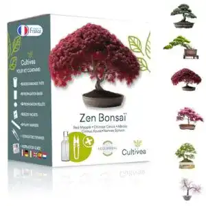 Bonsai-Starter-Kit Cultivea Set für die Bonsai-Anzucht