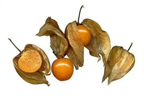 Physalis-Samen für den Anbau im eigenen Garten oder auf dem Balkon