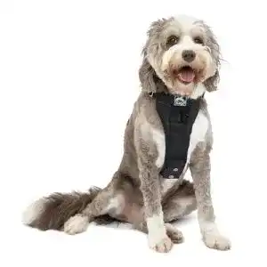 Hundegeschirr Auto