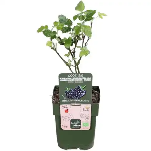 Brombeerstrauch Hello Plants Rubus Fruticosus Black Satin