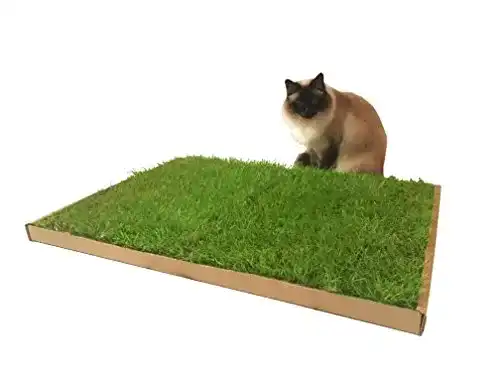 Katzengras CARNILO – Frisches, hochwertiges Gras für Katzen