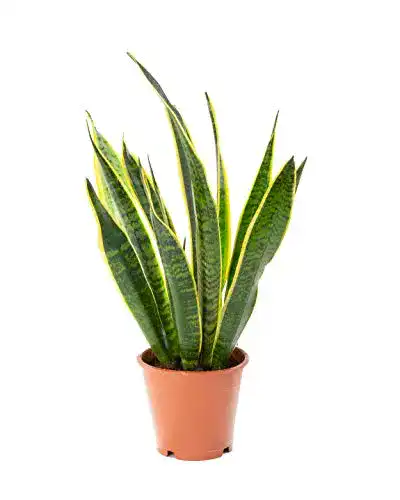 Bogenhanf Airy (Sansevieria trifasciata) – Luftreinigende Pflanze