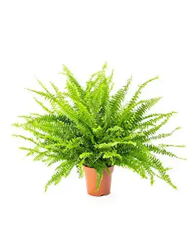 Luftreinigende Pflanzen Schwertfarn (Nephrolepis exaltata)