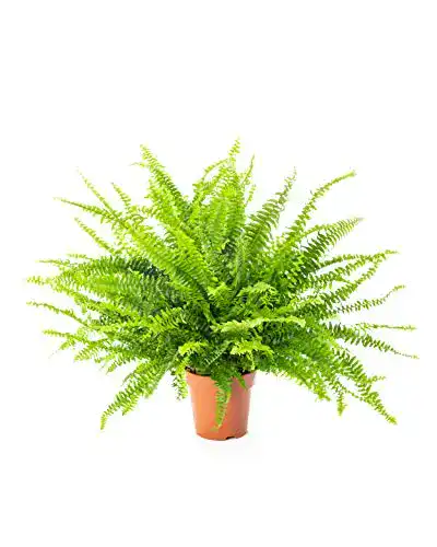 Luftreinigende Pflanzen Schwertfarn (Nephrolepis exaltata)