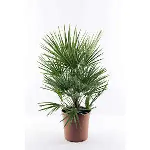 Winterharte Zwergpalme für den Balkon – Chamaerops humilis