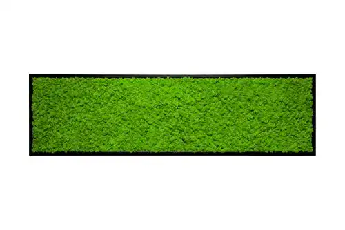 Moosbild mit Islandmoos und Rentiermoos in Schwarz (140 x 40 cm)