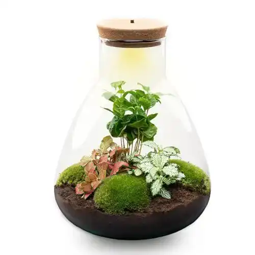 Flaschengarten Sam Coffea von urbanjngl.com mit Kaffeepflanze im Glas