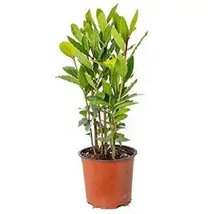 41DWoI37E3S. SL500 