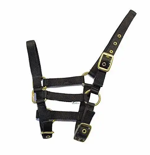 Fohlenhalfter Rhinegold aus Nylon in Schwarz für Fohlen
