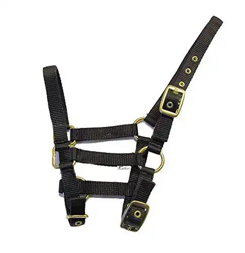 Fohlenhalfter Rhinegold aus Nylon in Schwarz für Fohlen