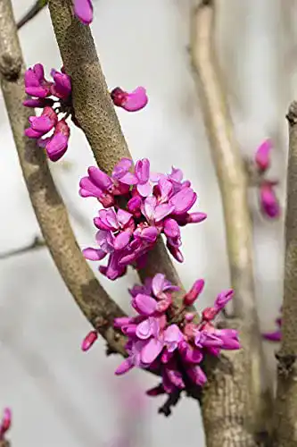 Judasbaum Garten von Ehren Chinesischer Avondale 40-60cm – Cercis chinensis