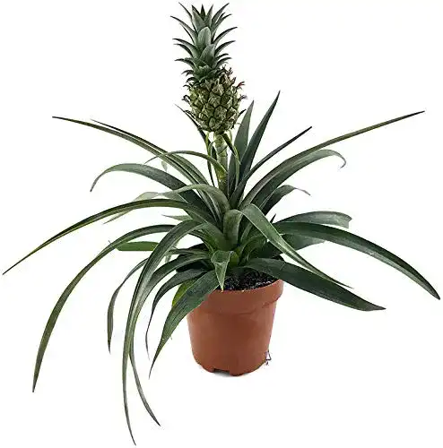 Ananas Pflanze Fangblatt, Ananas Corona, Ananaspflanze
