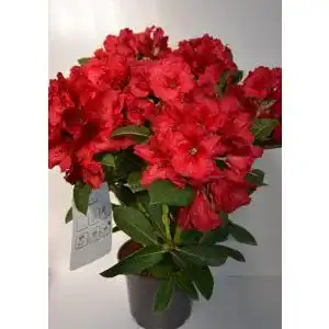 Rhododendron Red Jack 40-50 cm im 5 Liter Pflanzcontainer