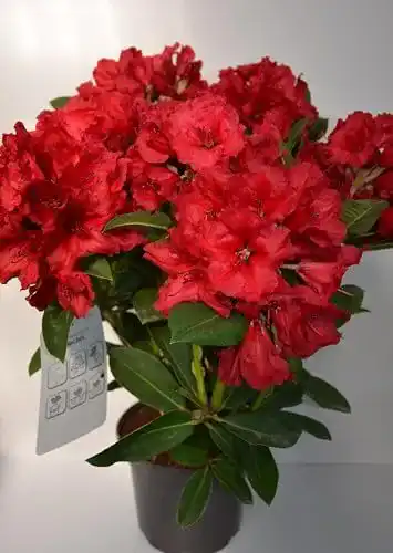 Rhododendron Red Jack 40-50 cm im 5 Liter Pflanzcontainer