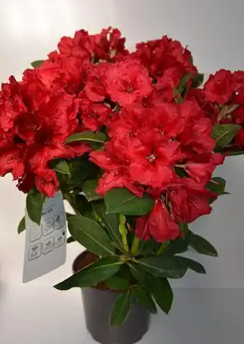 Rhododendron Red Jack 40-50 cm im 5 Liter Pflanzcontainer