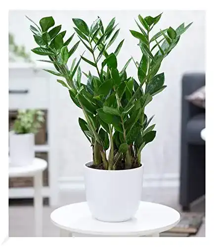Zamioculcas Glücksfeder ca. 55-65 cm hoch, 1 Pflanze im 17 cm Topf
