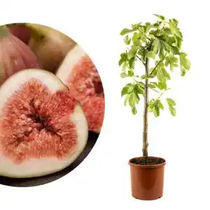 Feigenbaum Meine Orangerie – Winterharter Ficus Carica im 4,5 Liter Topf