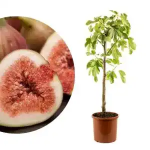 Feigenbaum