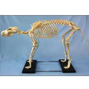 Hundeskelett Modell für Tieranatomie in Extra Groß