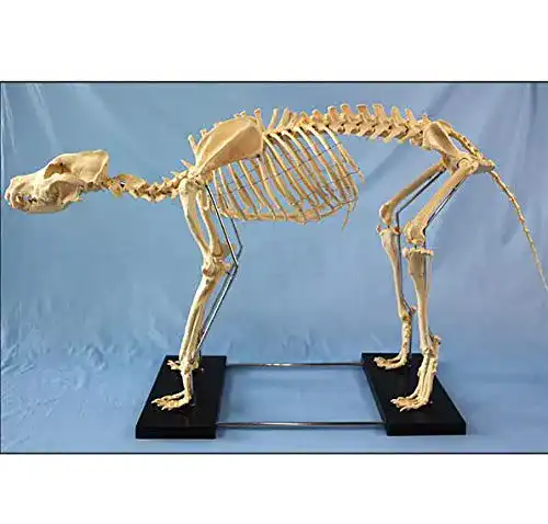 Hundeskelett Modell für Tieranatomie in Extra Groß