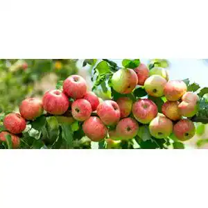 Apfelbaum Topaz – Malus domestica im Topf, 120-150 cm