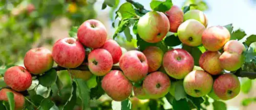 Apfelbaum Topaz – Malus domestica im Topf, 120-150 cm