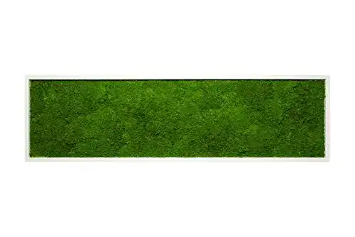 Moosbild mit echtem Flachmoos 140×40 cm in Weiß
