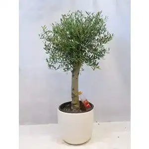 Olivenbaum Olea europaea 160 cm Hochstamm mit Kugel