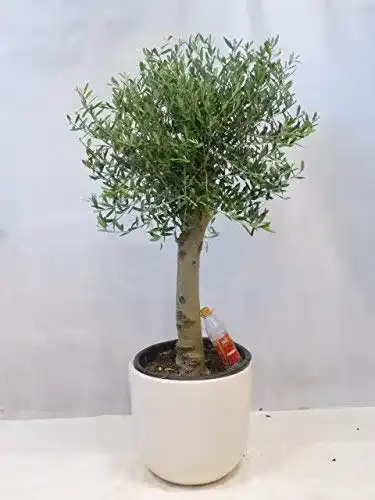 Olivenbaum Olea europaea 160 cm Hochstamm mit Kugel