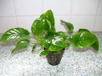 Anubia Nana Wasserpflanzen im 3er Set für Aquarien