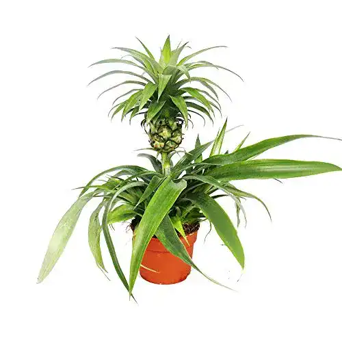Ananas Pflanze Exotenherz, Ananas Champaca, Zierananas