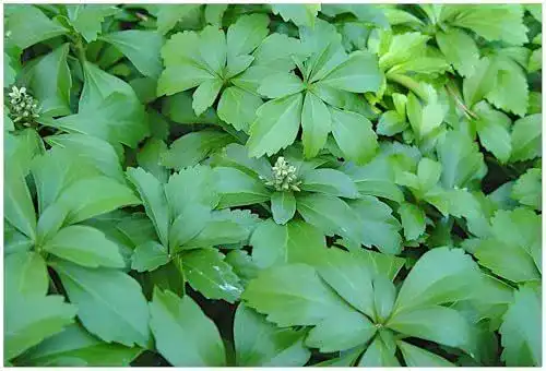 Dickmännchen Stauden Gänge 100 Stück Pachysandra terminalis