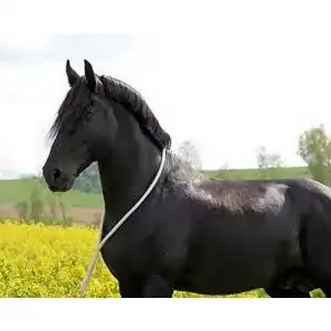 Halsring Pferd
